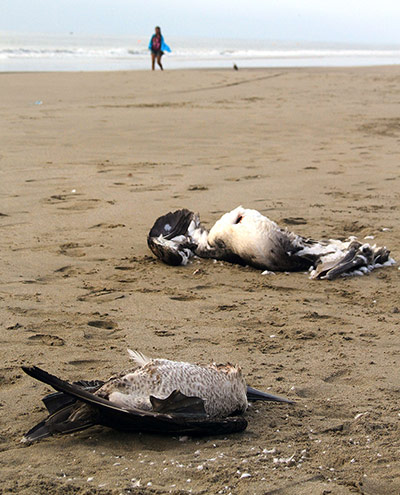 Morbillivirus in Peru: Dead cormorants