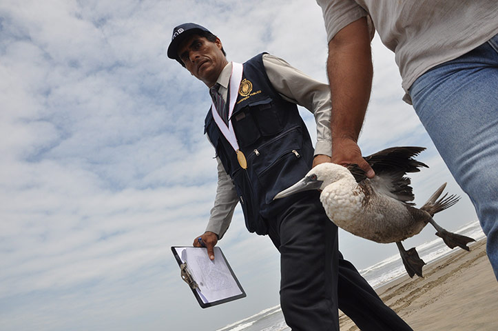 Morbillivirus in Peru: an infected cormorant 