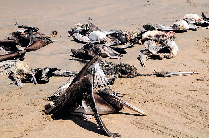 Morbillivirus in Peru: Dead pelicans are seen at Reventazon beach