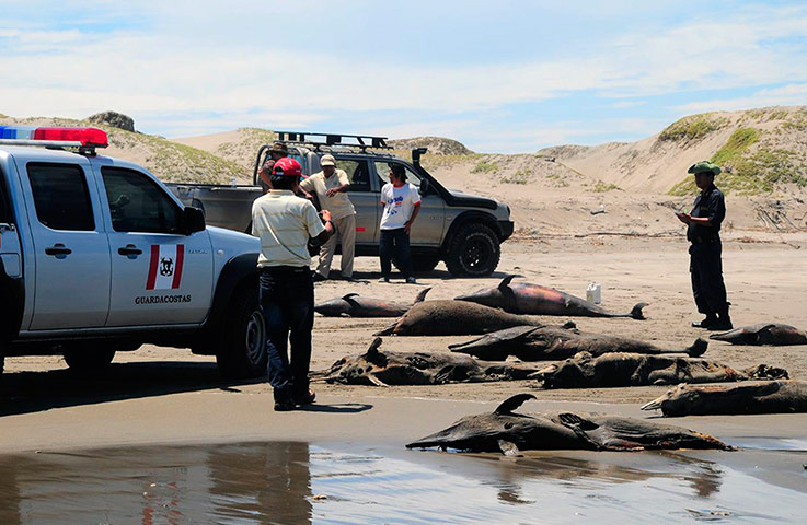 Morbillivirus in Peru: Dolphin carcasses  at San Jose beach,  north of Chiclayo