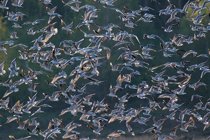 24 hours: Smolichi, Belarus: Birds flyover a marsh south of Minsk