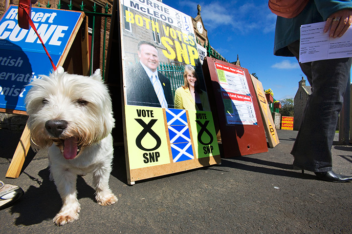 Local election update: Dog waits for owner to vote in Scottish elections