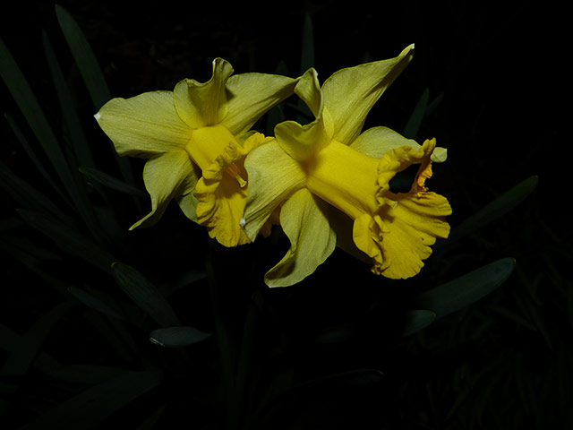 Your Pictures: Your Pictures: Daffodils taken at night