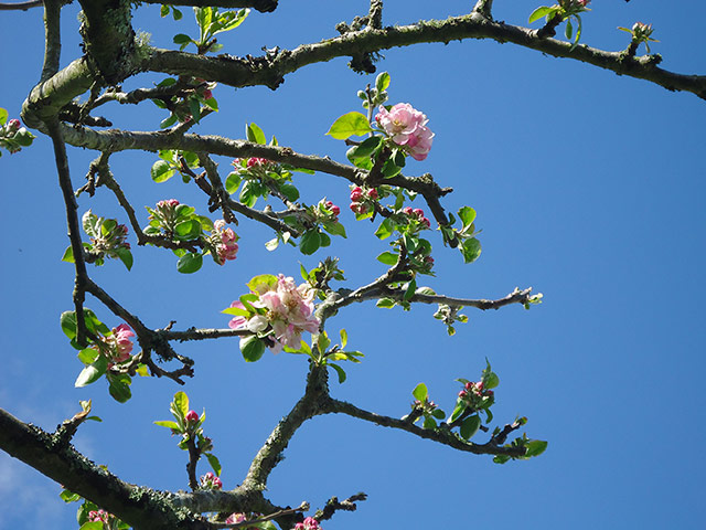 Your Pictures: Your Pictures: Apple bloosem taken against a blue sky