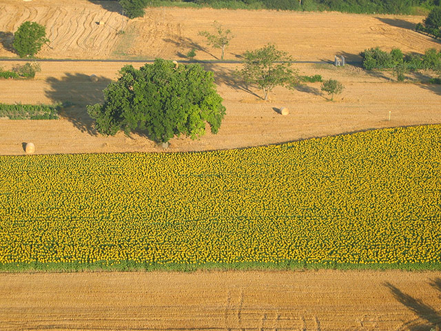 Your Pictures: Your Pictures: Aerial shot of sunflowers