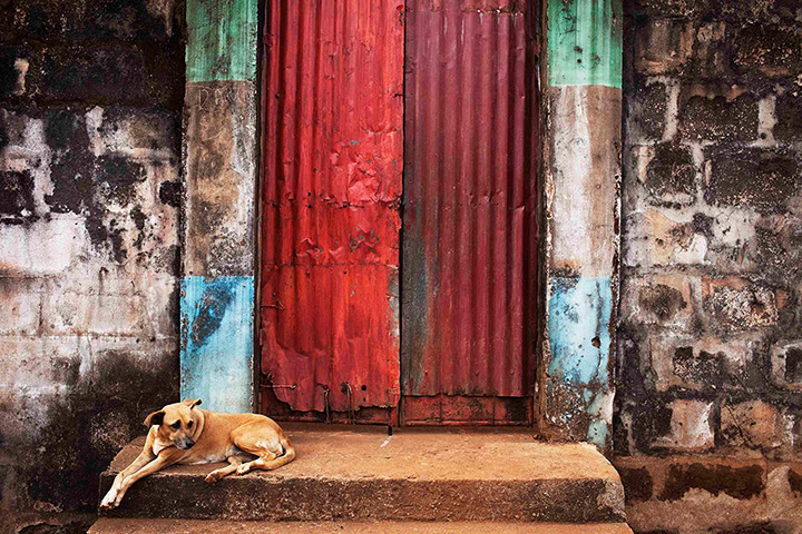 Sierra Leone Architecture: A dog sits on the steps of a door into the compound in Murray Town