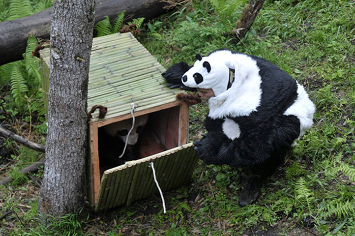 Picture Desk Live: A researcher dressed in a panda costume in China