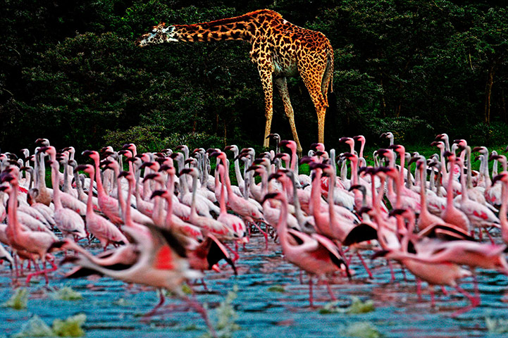 Picture Desk Live: A giraffe is pictured near lesser flamingos at Lake Oloidien