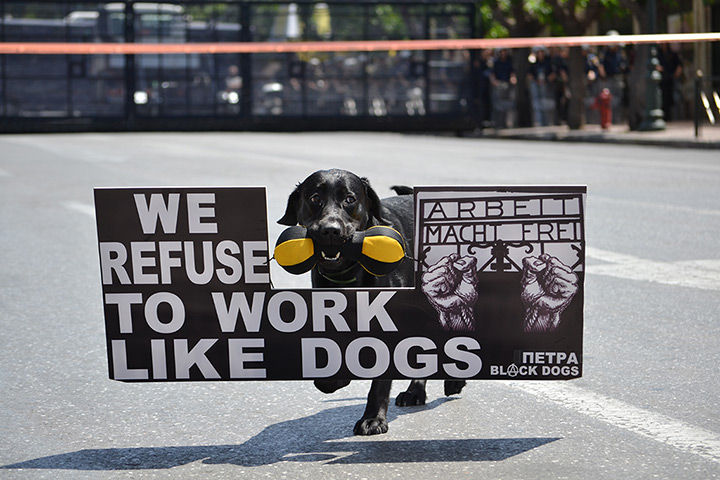 Week in Business: A protest dog during the May Day demonstrations in Athens