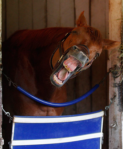 Best of the week: Kentucky Derby hopeful Rousing Sermon
