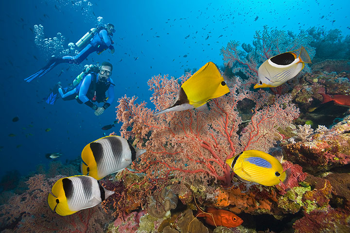 Places at risk: Two Scuba Divers on Great Barrier Reef