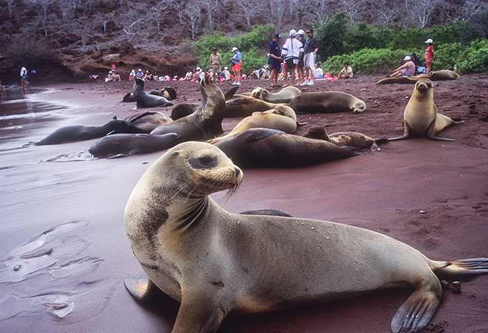 Places at risk: Puerto Egas, Santiago Island, Galapagos Islands, Ecuador.