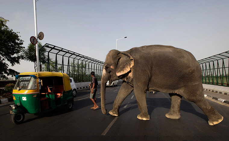 Picture Desk Live: A mahout with his elephant crosses a busy road in New Delhi