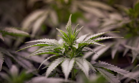 Nutt said there had been little research on drugs like cannabis that could help scientists understand consciousness, mood and psychosis. Photograph: Guardian