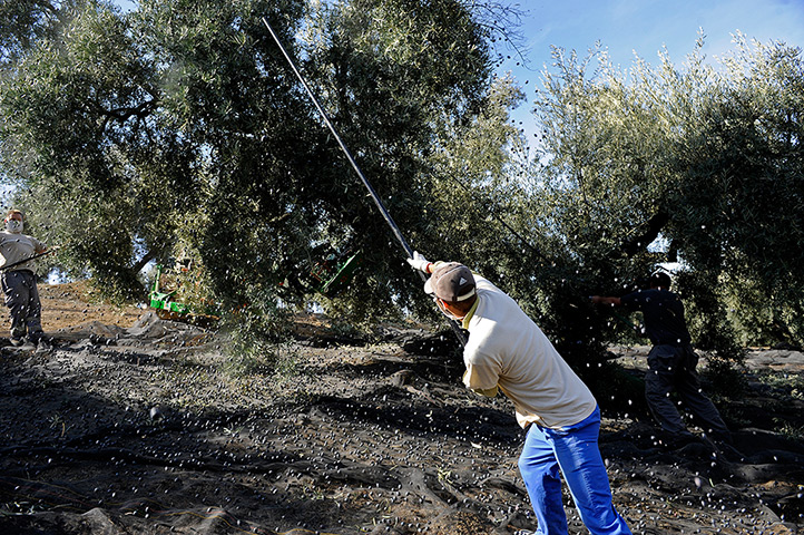 Week in business: Workers remove olives in the southern Spanish village of Iznajar
