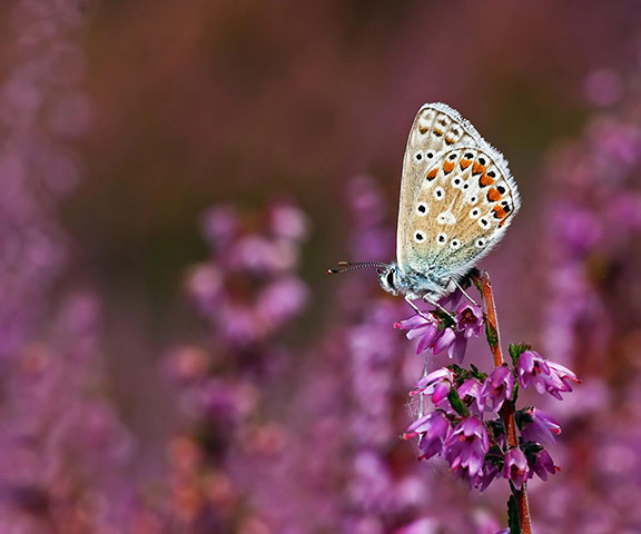Week in wildlife: Butterfly numbers