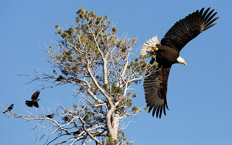 Week in wildlife: A bald eagle 