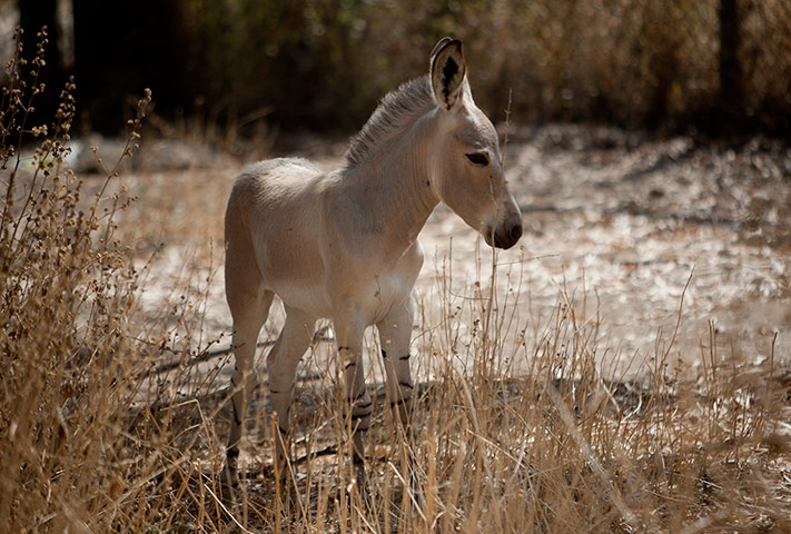 Week in wildlife: A month old Somali wild ass 