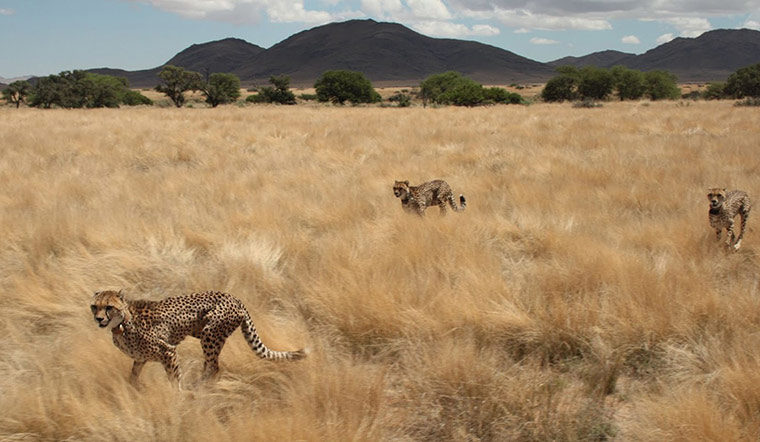 Week in wildlife: Radio collars enable project to track Cheetah , Namibia