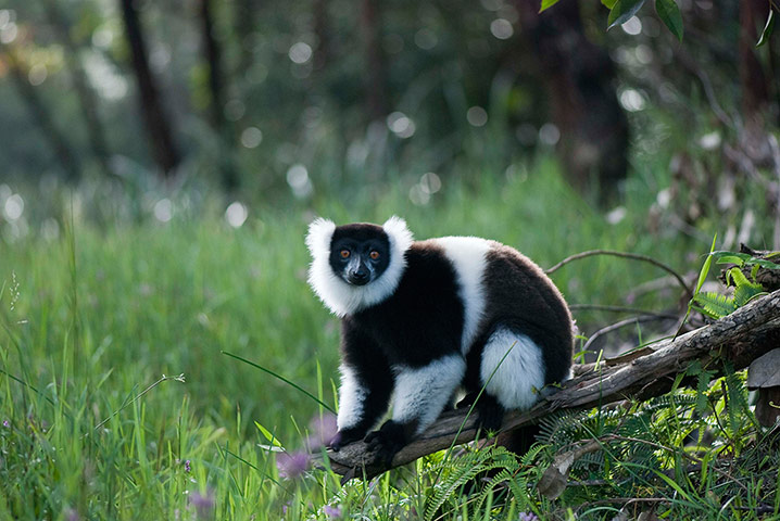 Week in wildlife: Madagascar Lemur