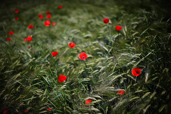 Week in wildlife: Poppy flowers are pictured in a wheat field in Affoltern, near Zurich