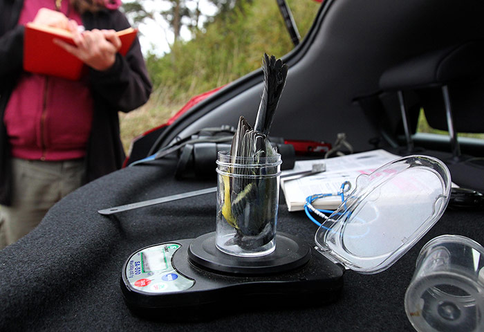 Week in wildlife: Birds monitored on Scottish estate