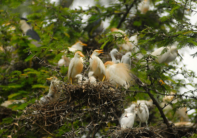 Week in wildlife: The protected natural area of La Barra in the city of Metapan