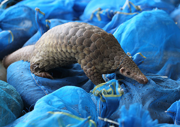 Week in wildlife: A pangolin crawls