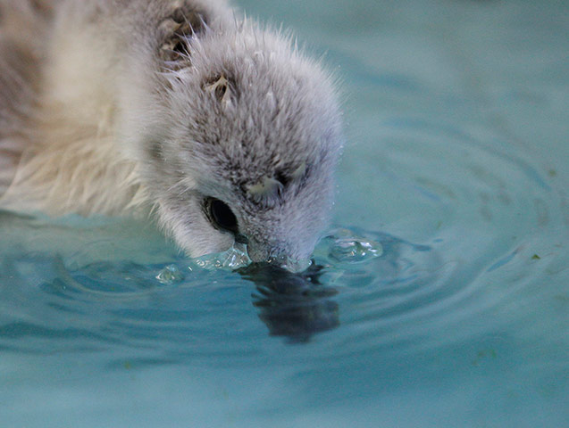 Week in wildlife: An orphaned cygnet swims in a pool at the Swan Sanctuary in Shepperton