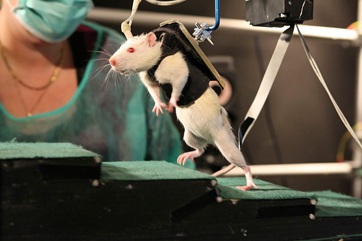 Picture Desk Live: A rat walking on its hind legs during experiment 