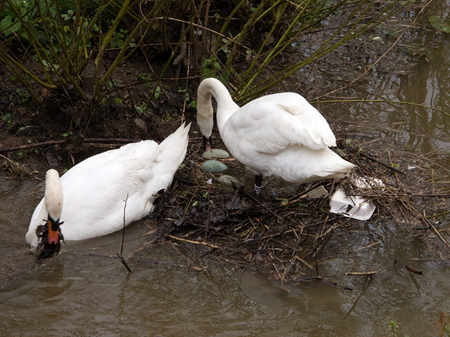 Flood Gallery: Swans trying to save their flooded nest