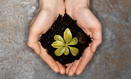 Human Hands Holding Sapling