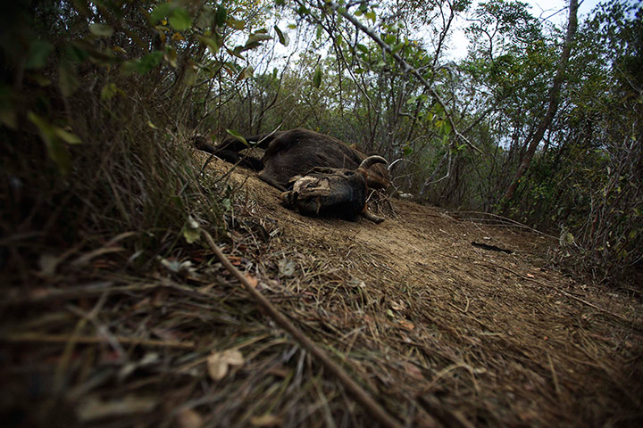 Week in Wildlife: A bull which died as a consequence of the drought in Maracas, Bahia state