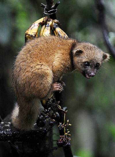 Week in Wildlife: An olingo is seen at the private reserve of Paz de las Aves