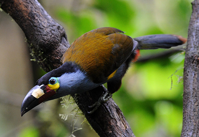 Week in Wildlife: A Plate billed Mountain Toucan 