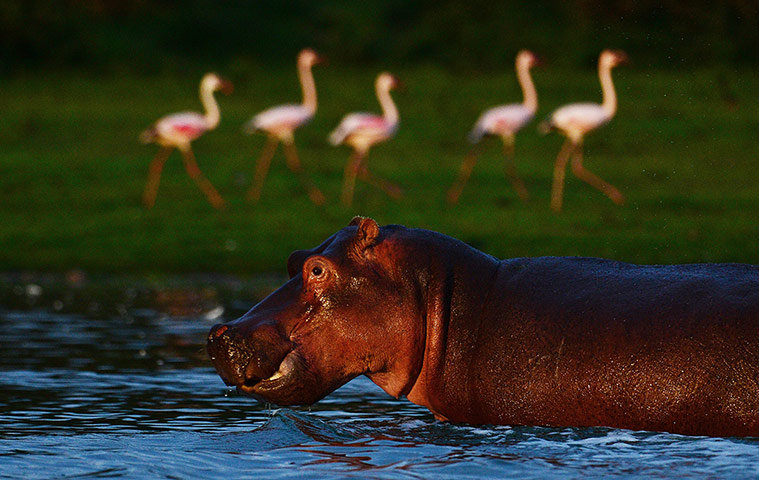 Week in Wildlife: A hippo is pictured near lesser flamingos at Lake Oloidien
