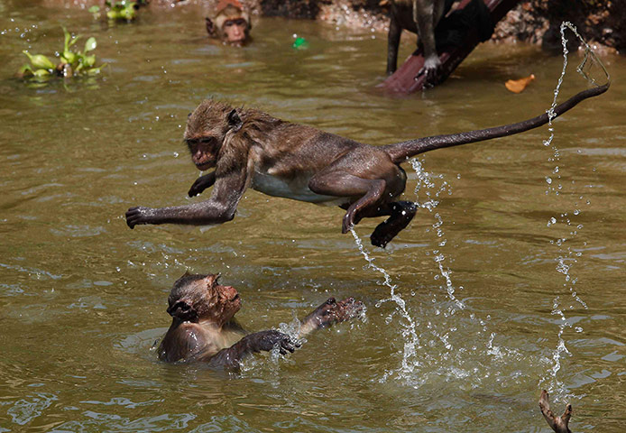 Week in Wildlife: Monkeys enjoy a cold bath in a pond in Ayutthaya province