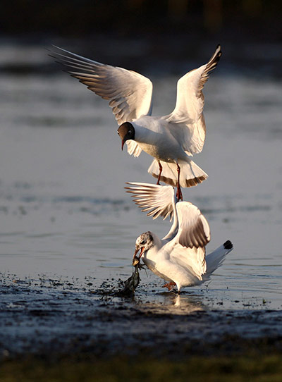 Week in Wildlife: A tern attempts to pick up a fish 