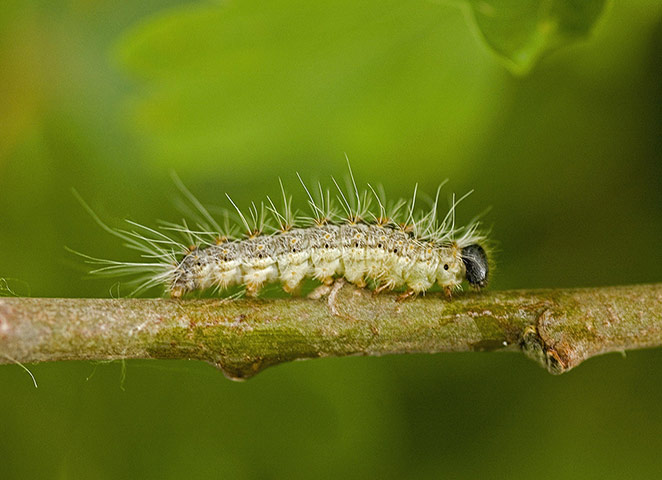 Week in Wildlife: Moth caterpillar warning
