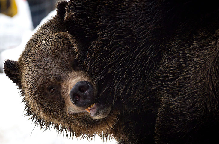 Week in Wildlife: grizzly bears emerging from hibernation  North Vancouver, Canada 