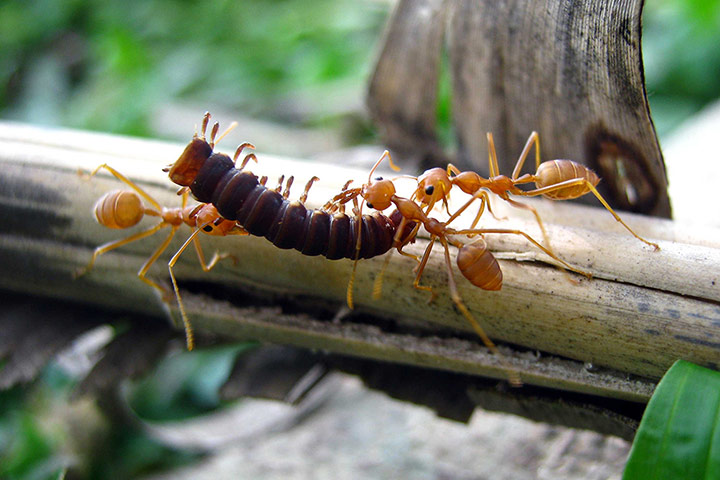 Week in Wildlife: Ants carrying dead insects for food 