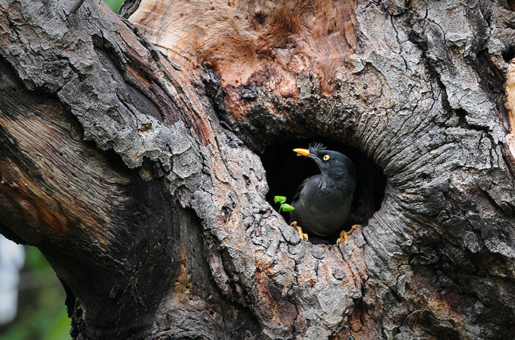 Week in Wildlife: A common Indian Myahna bird 