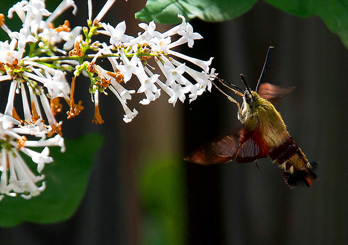 Week in Wildlife: A hummingbird moth sipping nectar from a flower