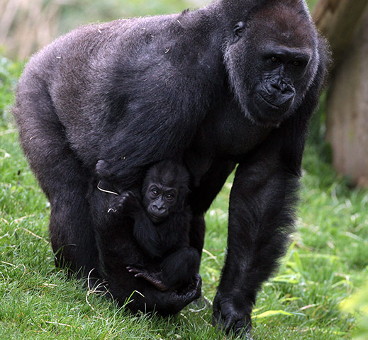 Week in Wildlife: Lowland gorilla