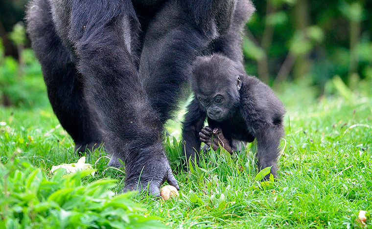 Picture Desk Live: Baby gorilla takes first steps at Bristol Zoo