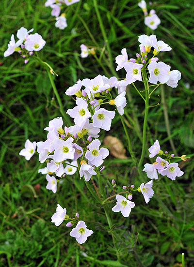 weeek in wildlife: Lady's Smock flowering