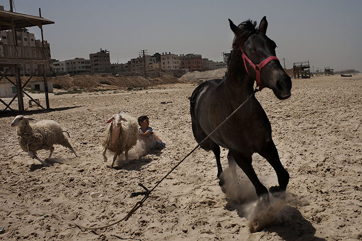 24 hours in pictures: Gaza City, Palestine: A boy plays with sheep and a horse on the beach