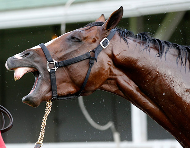 Kentucky Derby: Kentucky Derby hopeful Union Rags reacts to being washed down 