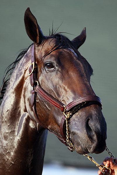 Kentucky Derby: Sabercat 