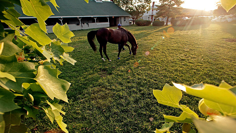Kentucky Derby: Daddy Nose Best grazes after a morning workout 